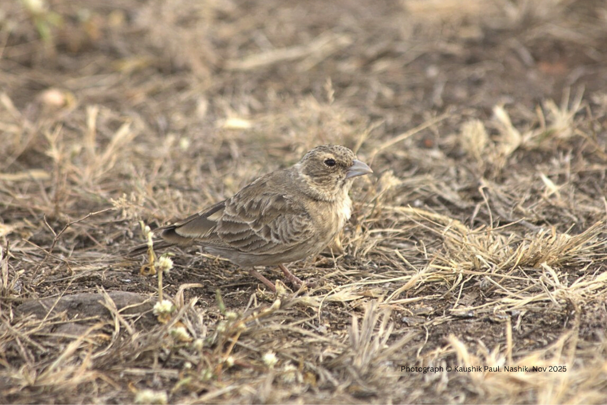 Ashy-crowned Sparrow-Lark - ML646920337