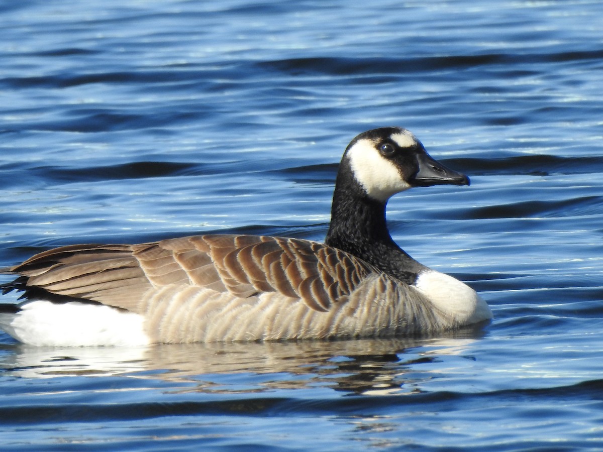 kanadagås - ML646920341