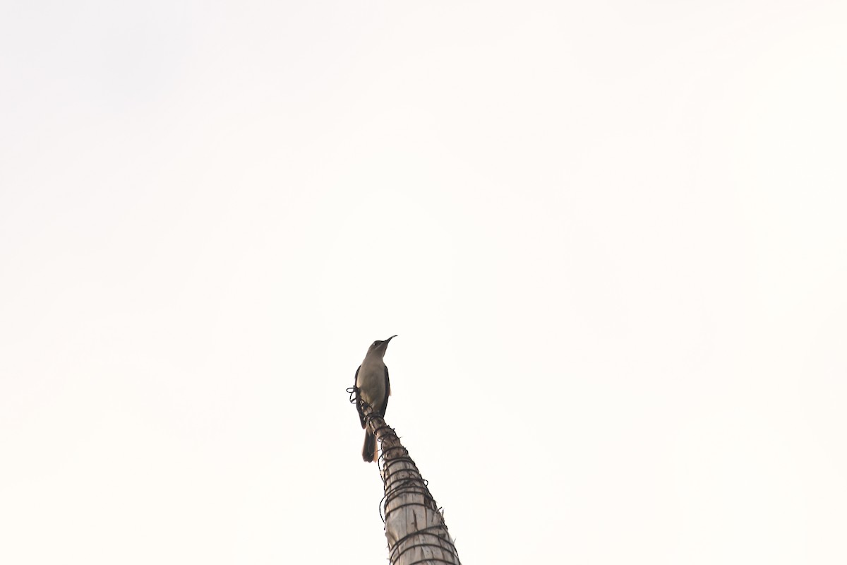 strdimil olivový - ML646920343