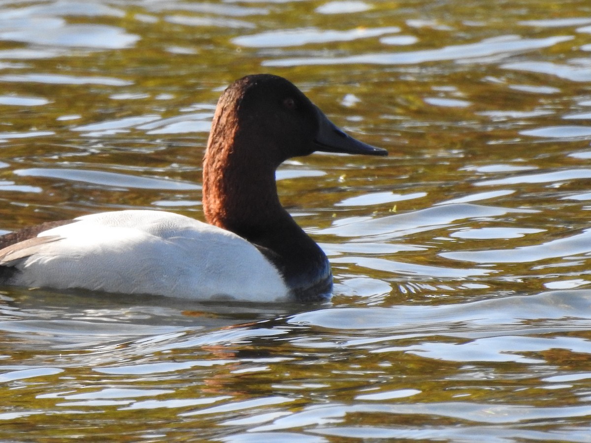 kanvasand - ML646920344