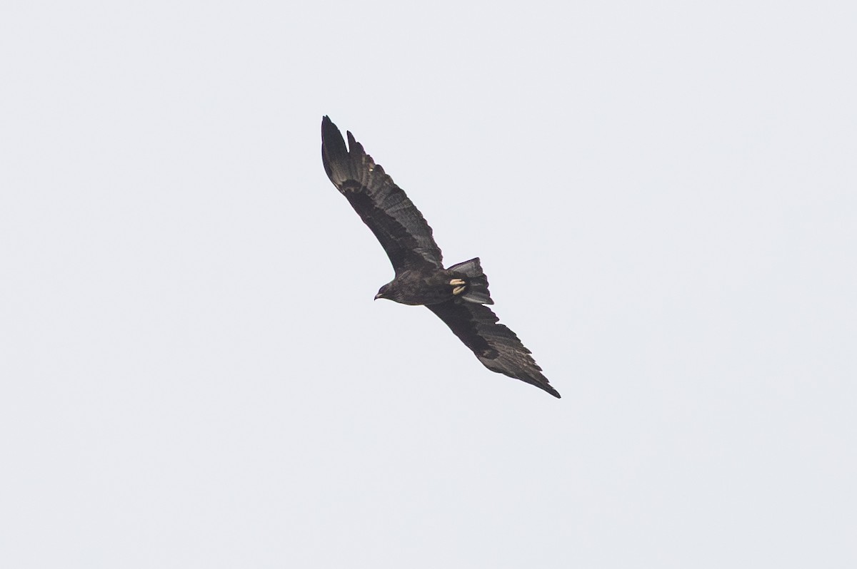 Wahlberg's Eagle - ML646920347