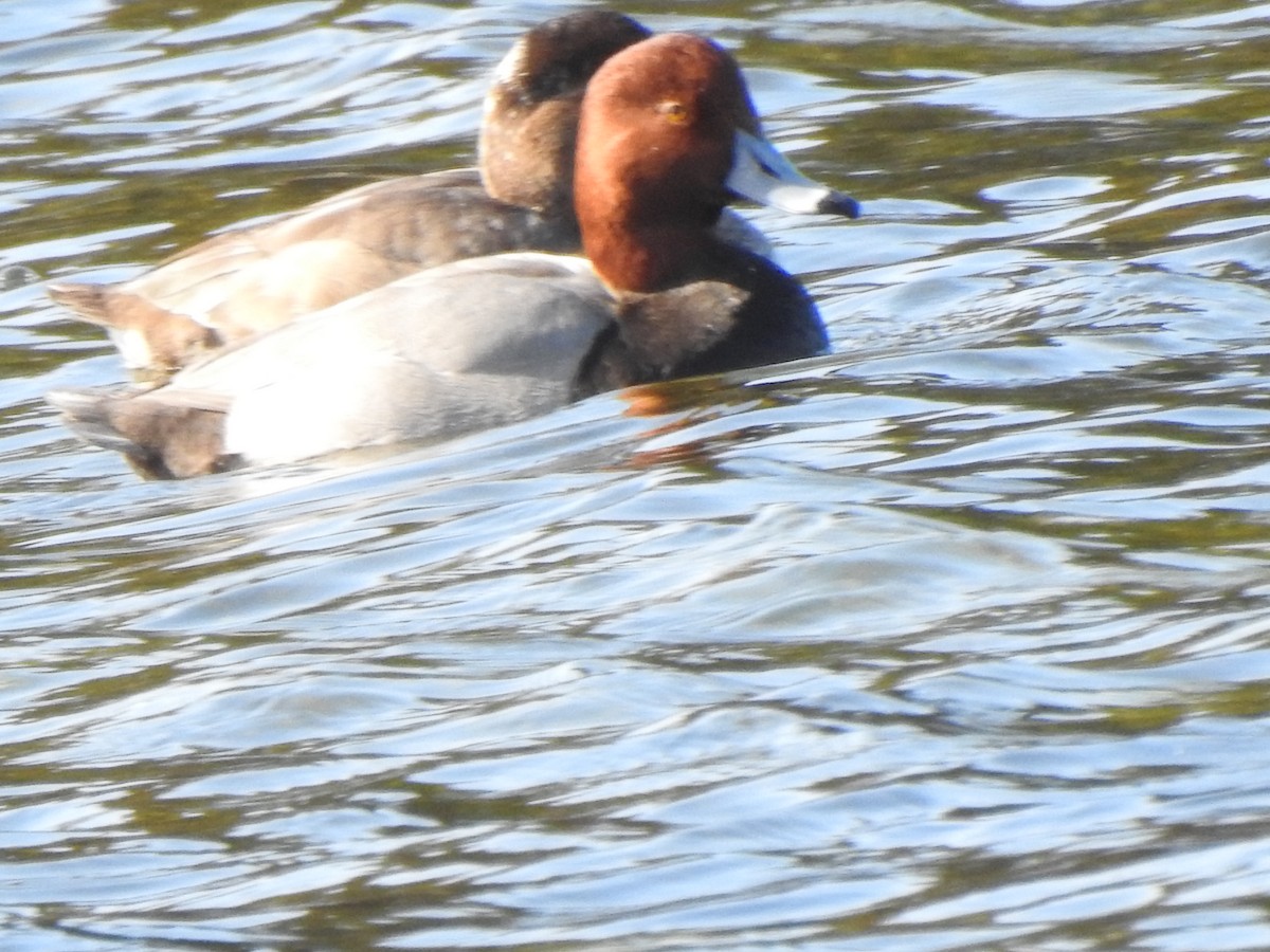 kobberhodeand - ML646920348