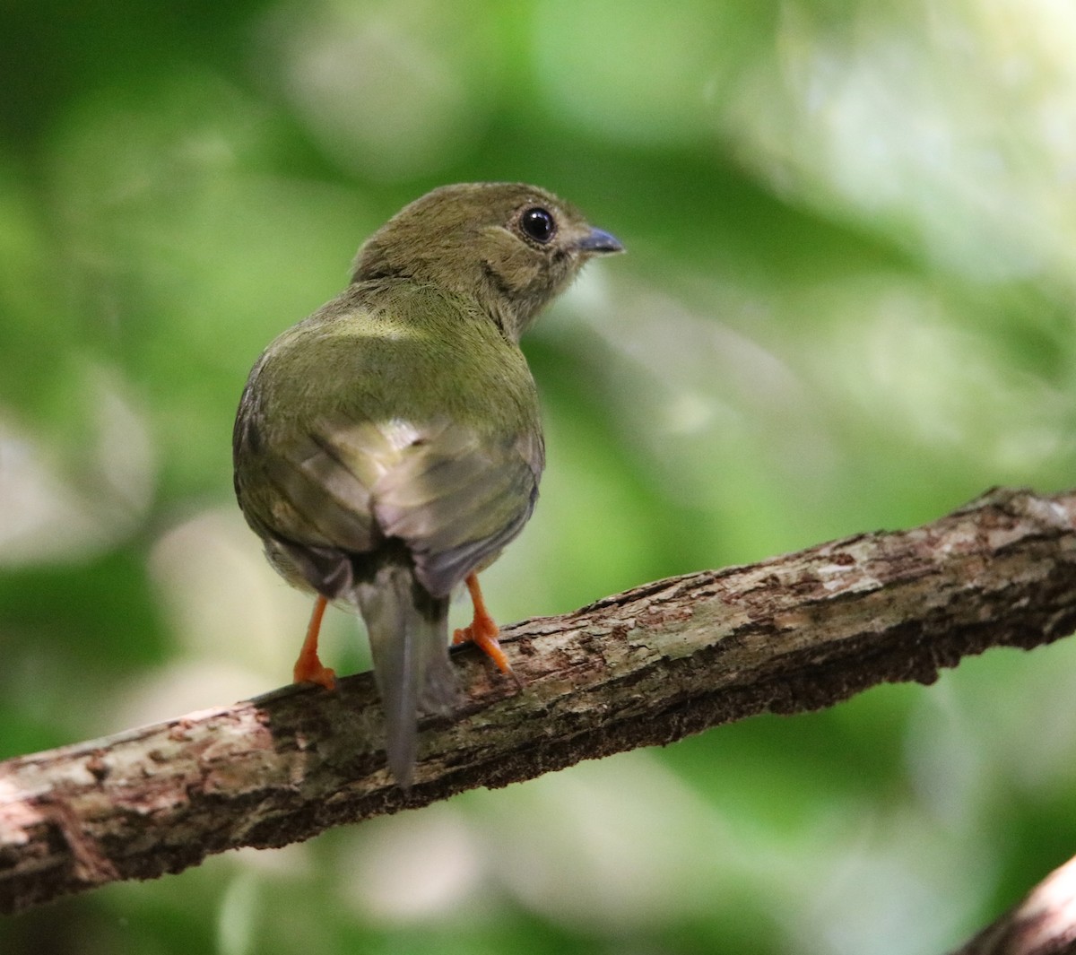Long-tailed Manakin - ML646920349