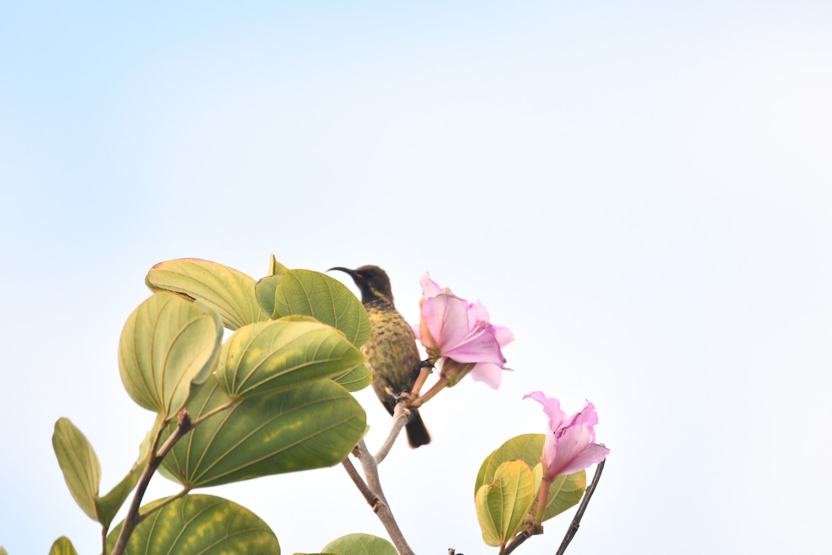 Scarlet-chested Sunbird - ML646920354