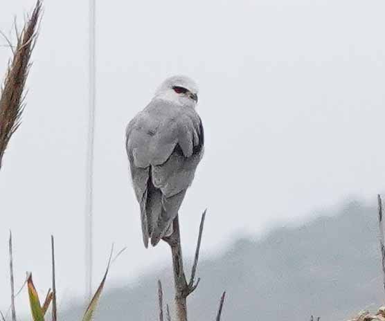 Black-winged Kite - ML646920357