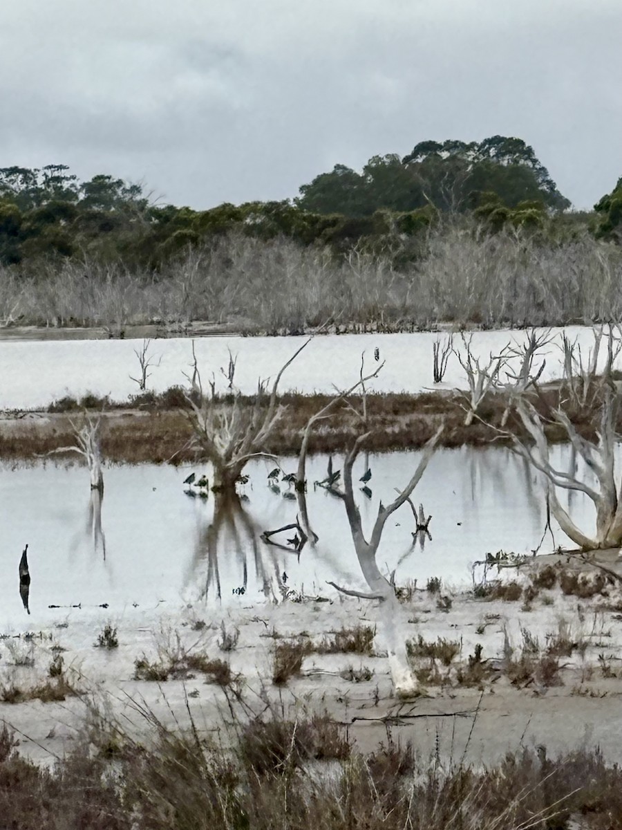 Gambecchio collorosso - ML646920358