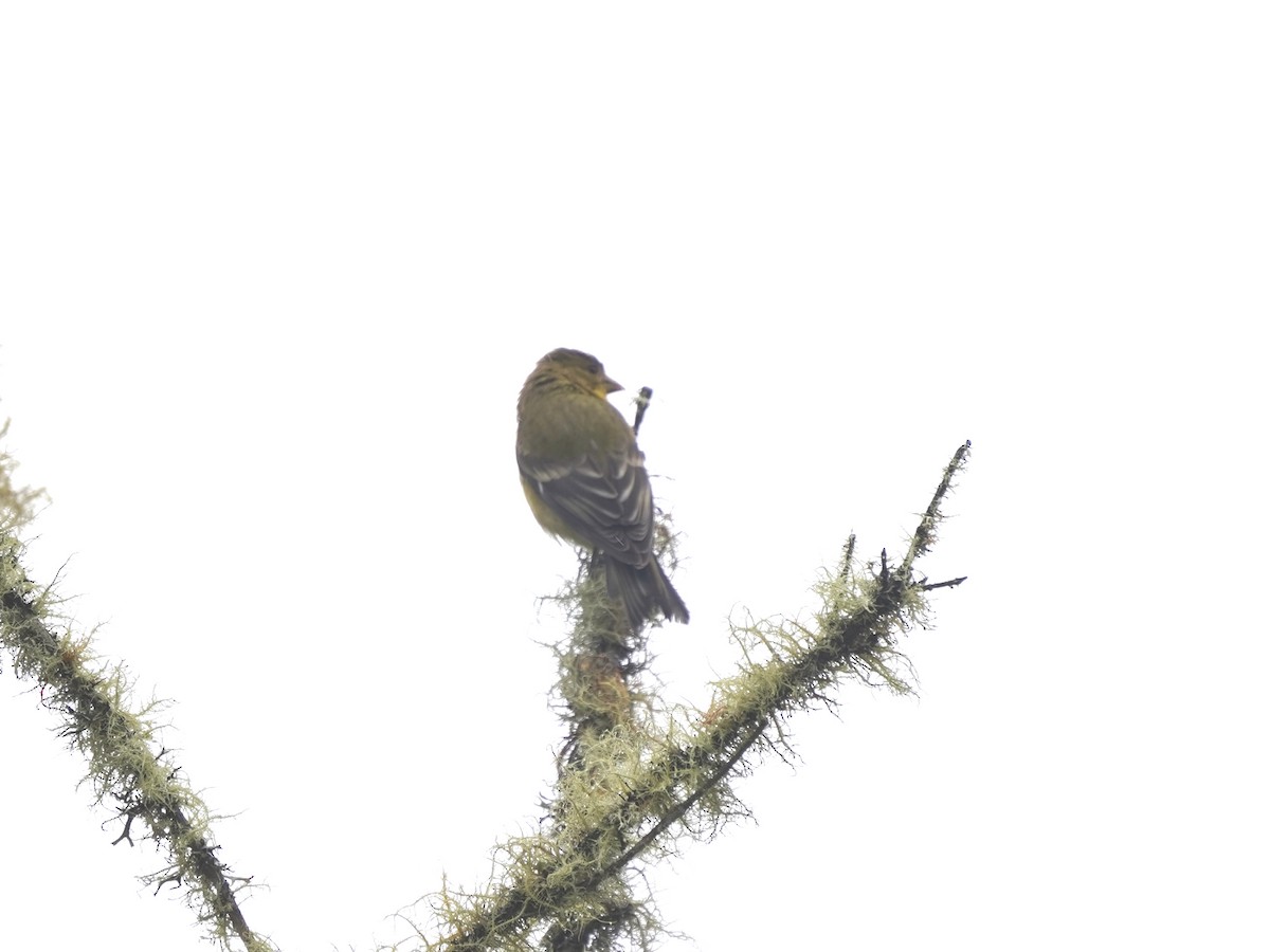 Çayır Kanarya İspinozu - ML646920363