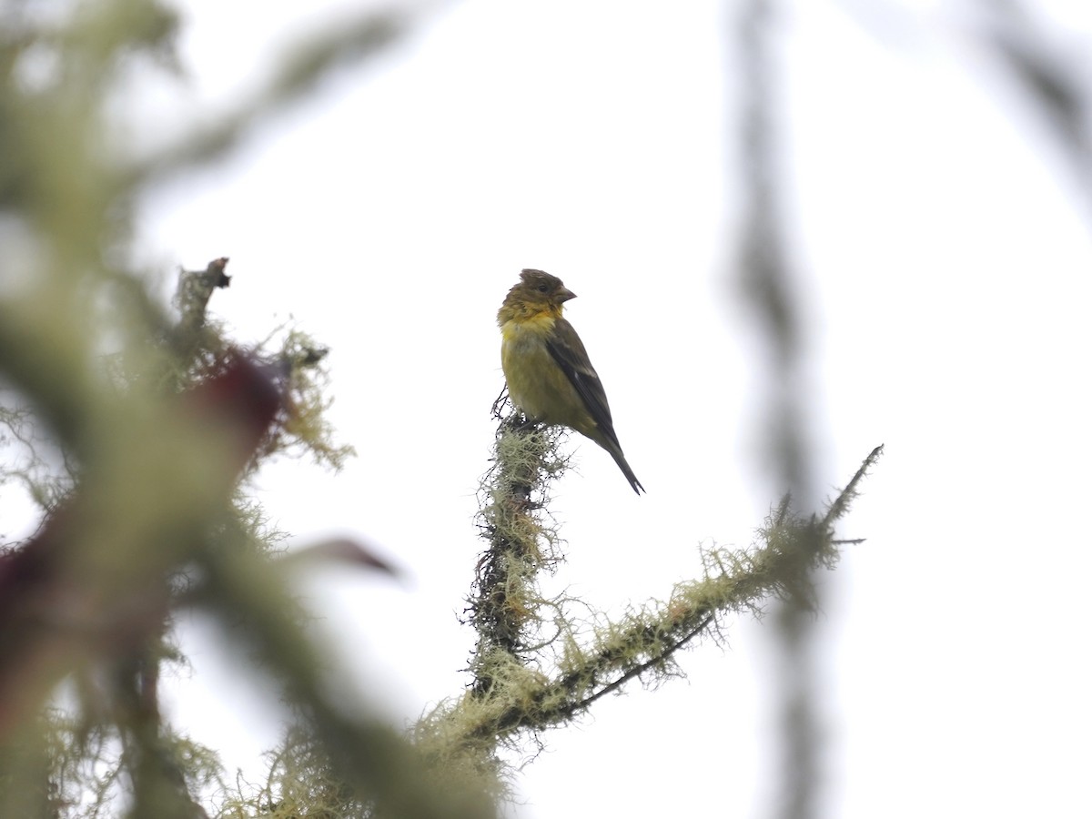 Çayır Kanarya İspinozu - ML646920364