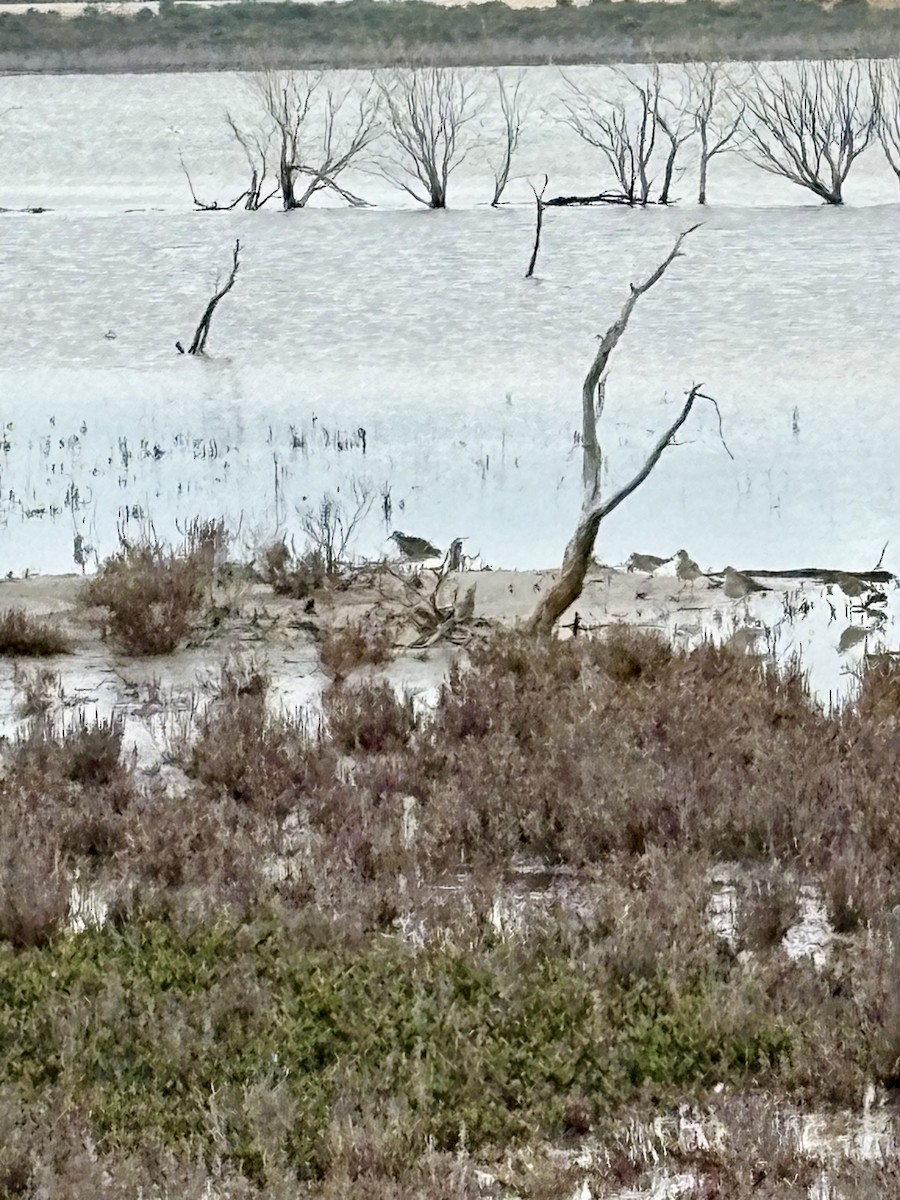 Sharp-tailed Sandpiper - ML646920365