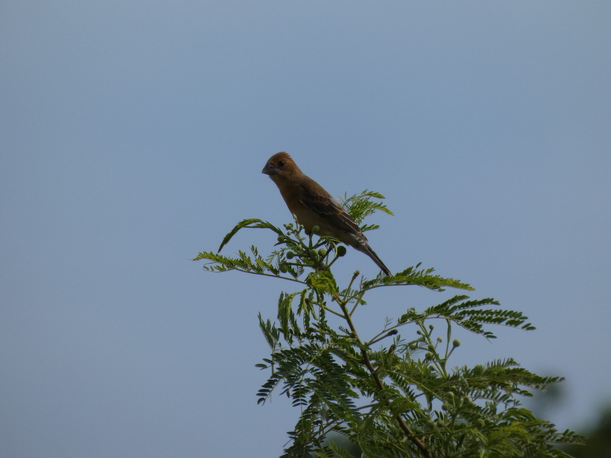 Mavi Çinte - ML646920373