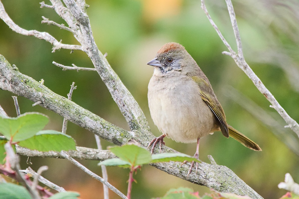 ミドリトウヒチョウ - ML646920374