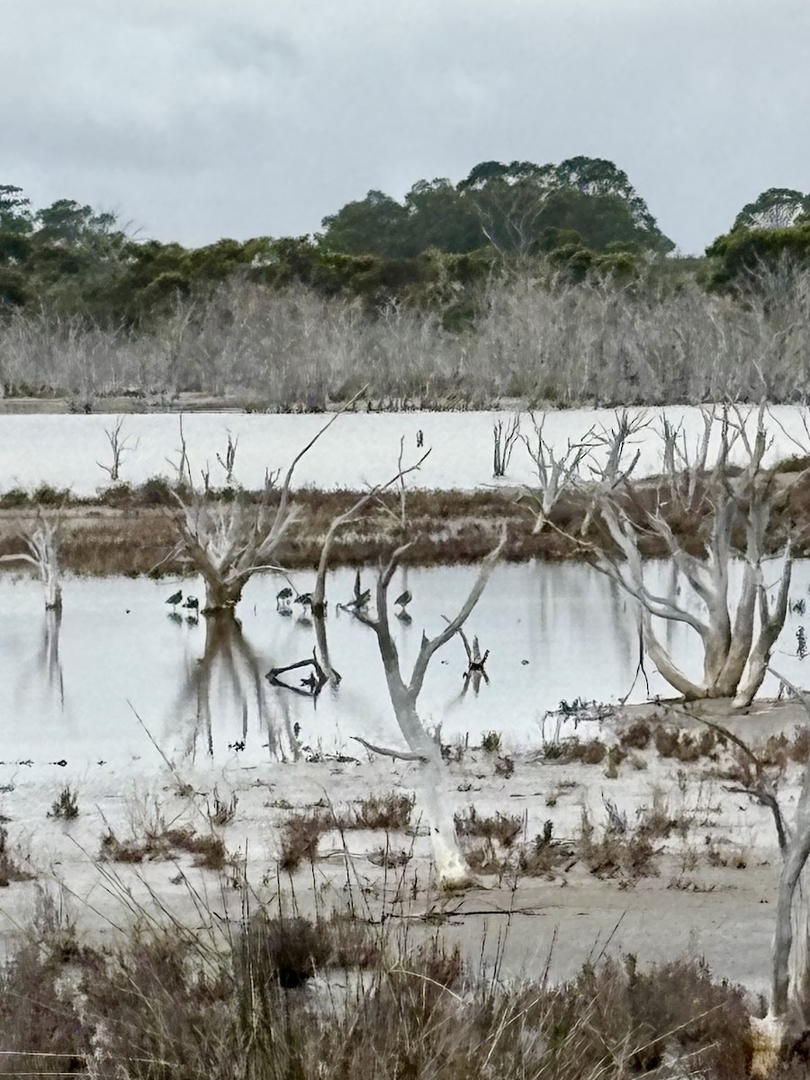 Gambecchio collorosso - ML646920378