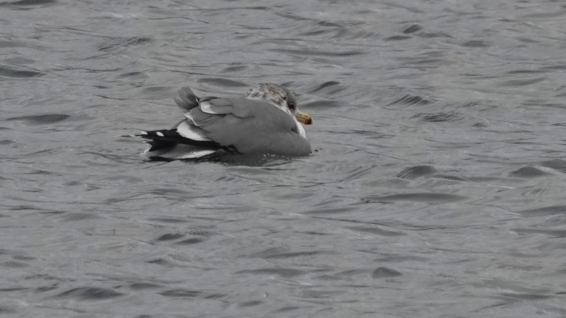 カリフォルニアカモメ - ML646920386