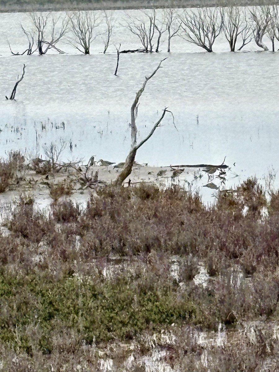 Sharp-tailed Sandpiper - ML646920387