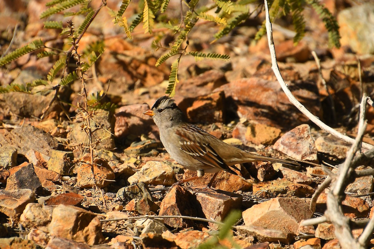 White-crowned Sparrow - ML646920389