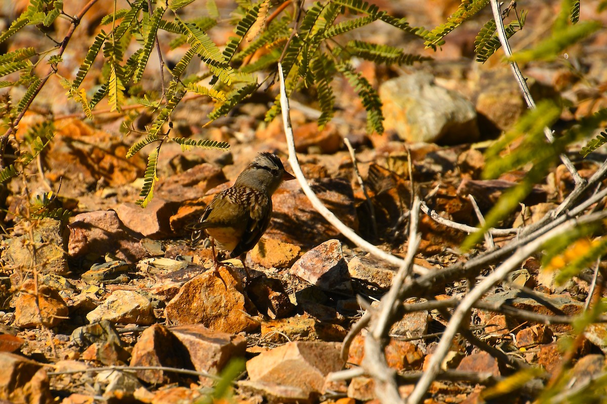 White-crowned Sparrow - ML646920391