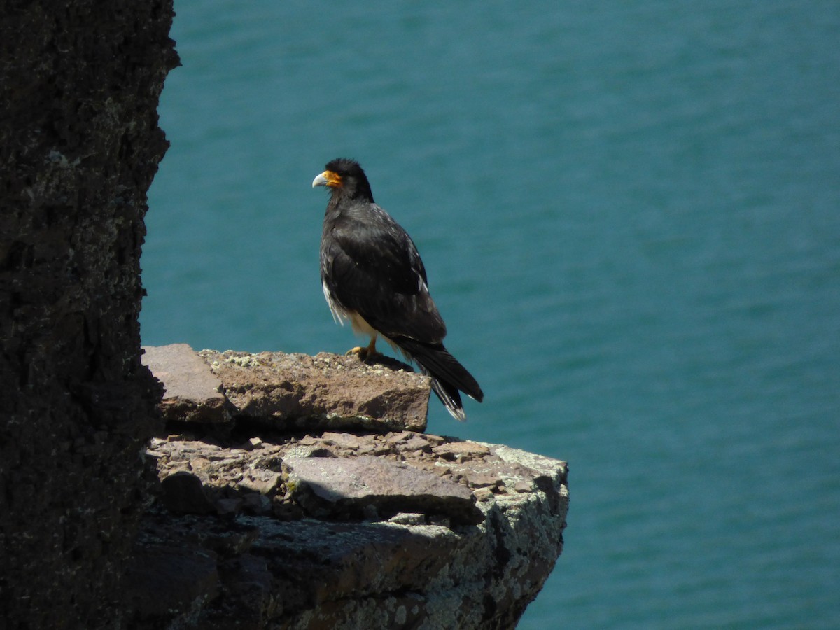 Каракара андська - ML646920392