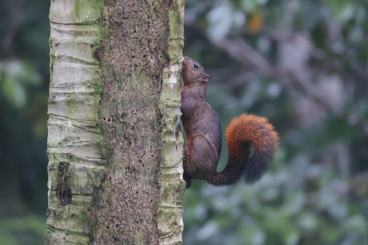 Écureuil à queue rouge - ML646920394