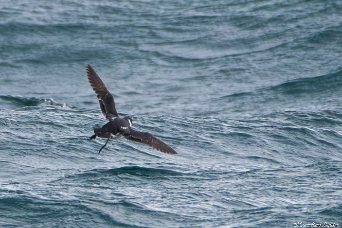 Magellanic Diving-Petrel - ML646920396