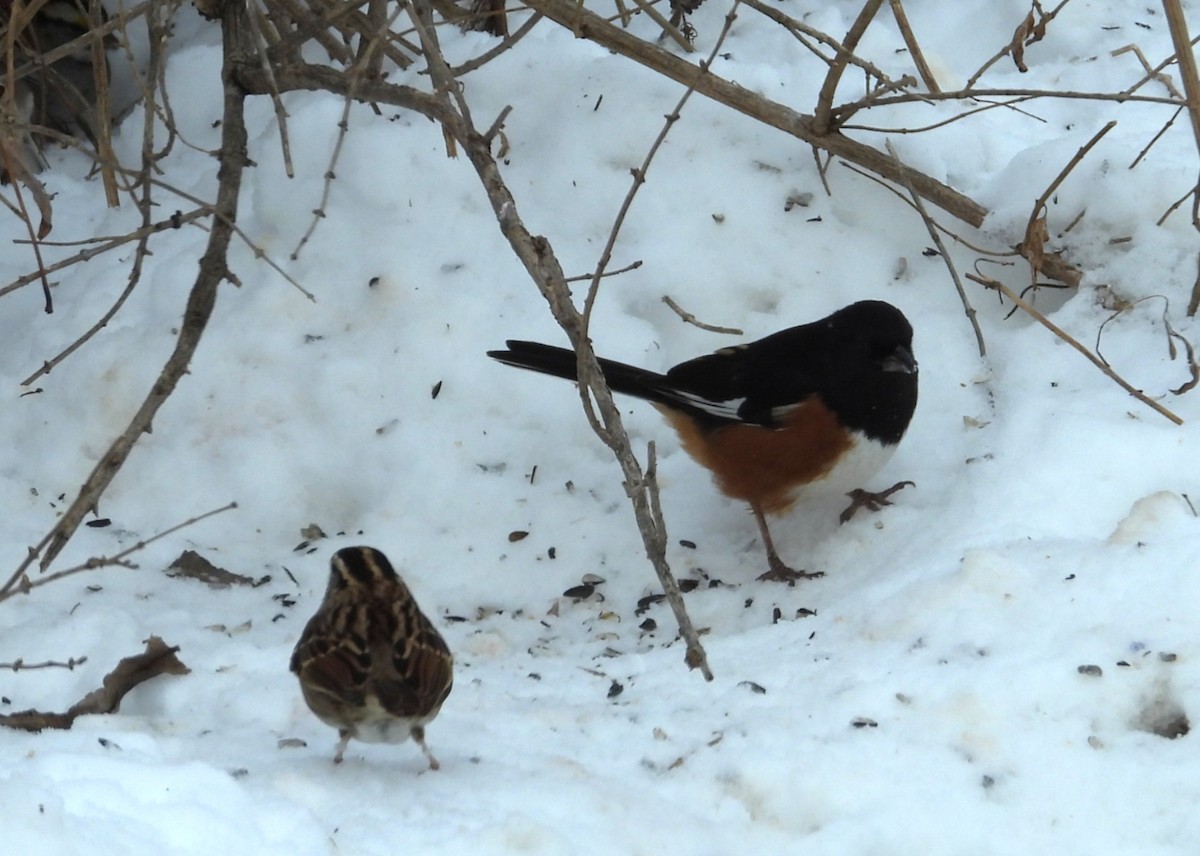 rødsidetovi - ML646920397