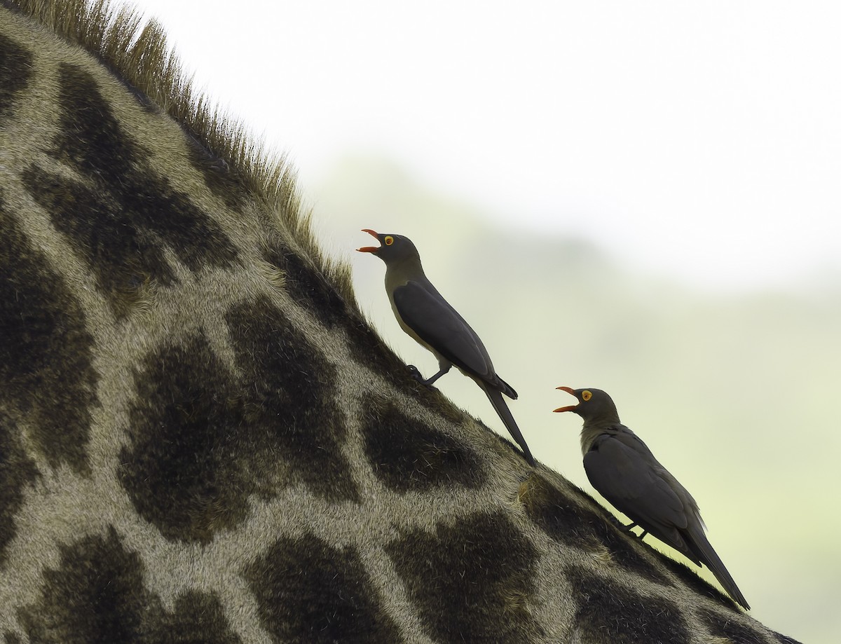 Red-billed Oxpecker - ML646920420