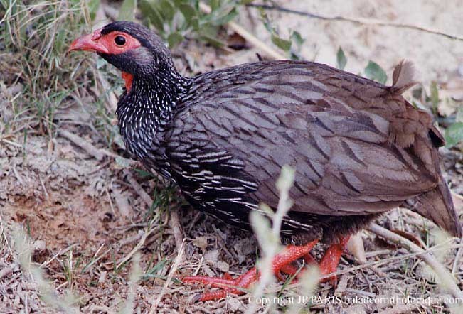 Red-necked Spurfowl - ML646920425