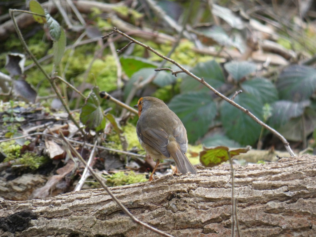 Rotkehlchen - ML646920430