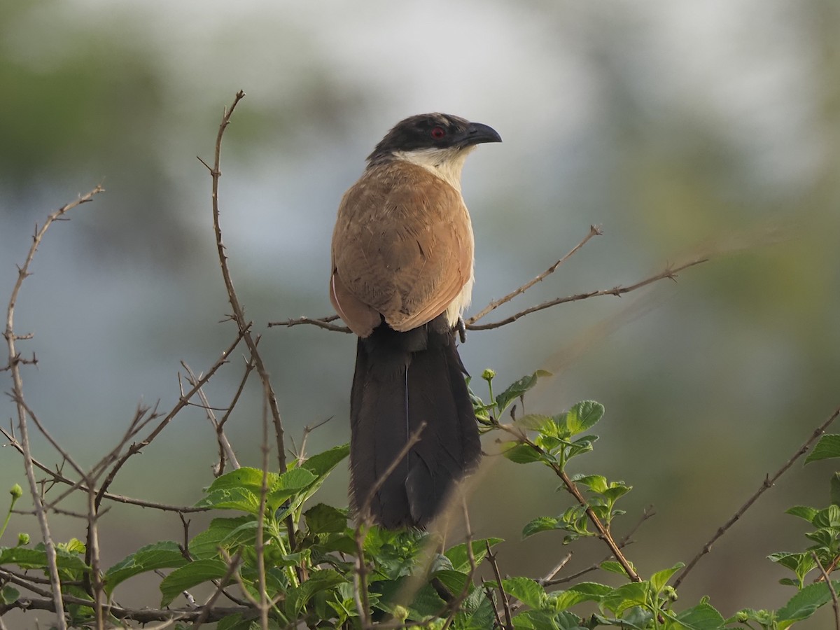 Senegal Coucal - ML646920433