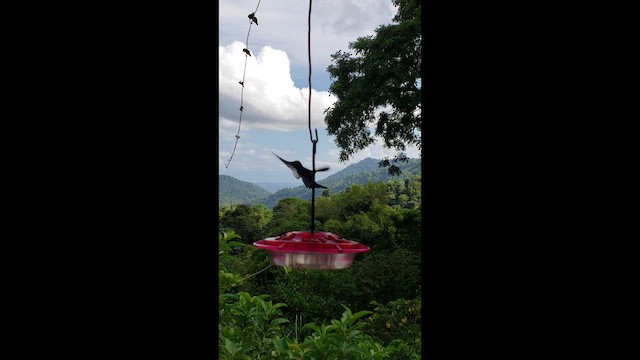 Weißnackenkolibri - ML646920434