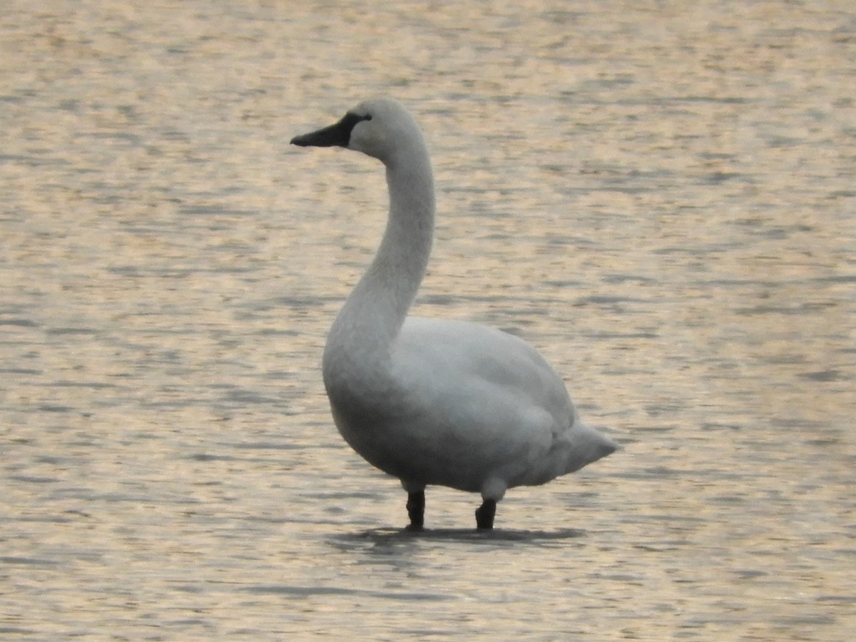 Tundra Swan - ML646920436