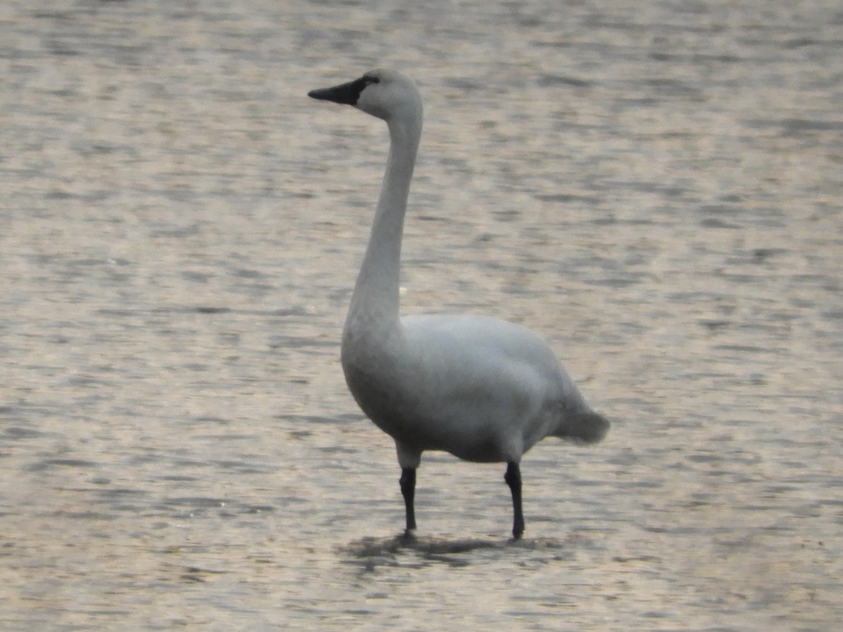 Tundra Swan - ML646920437