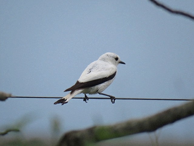 White Monjita - ML646920440