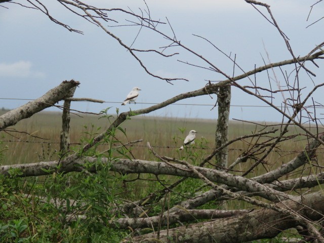 White Monjita - ML646920441