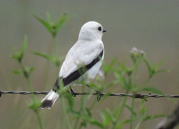 White Monjita - ML646920442