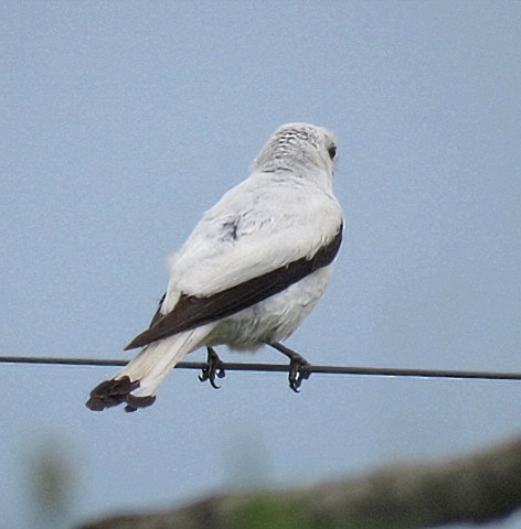 White Monjita - ML646920444