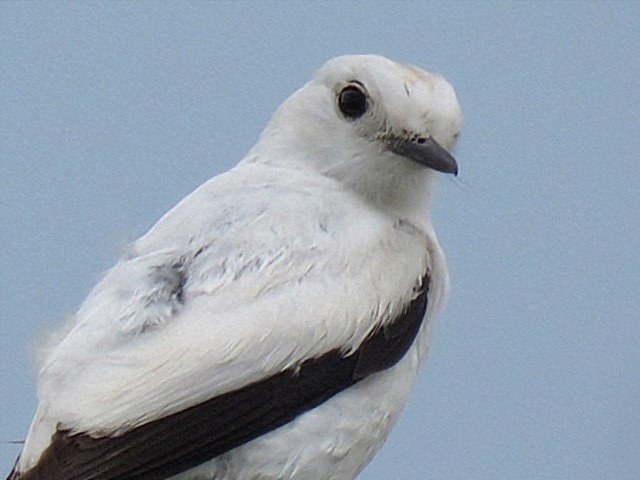 White Monjita - ML646920445