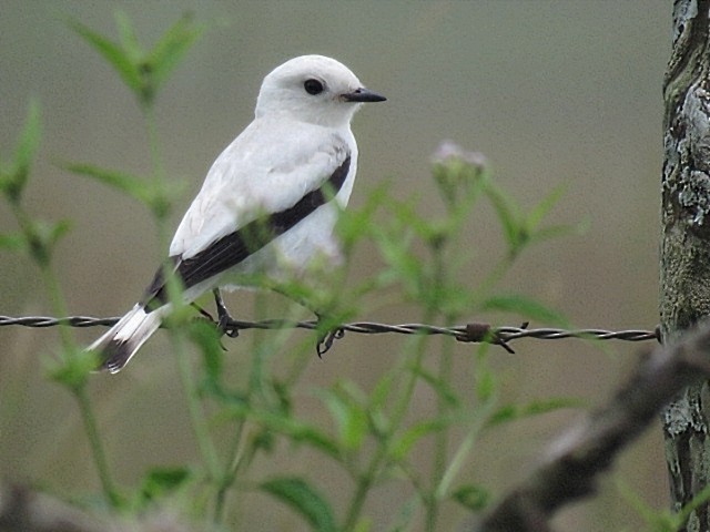 White Monjita - ML646920446