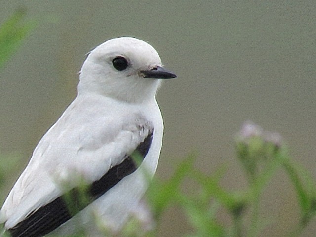 White Monjita - ML646920447