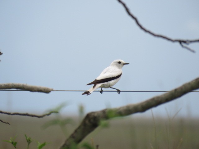 White Monjita - ML646920448