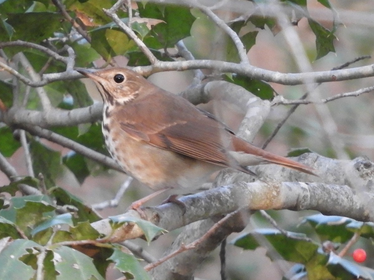 Hermit Thrush - ML646920449