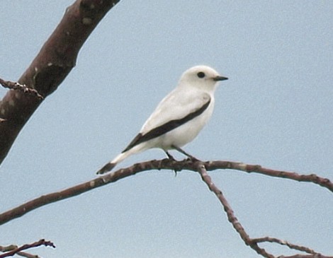 White Monjita - ML646920451