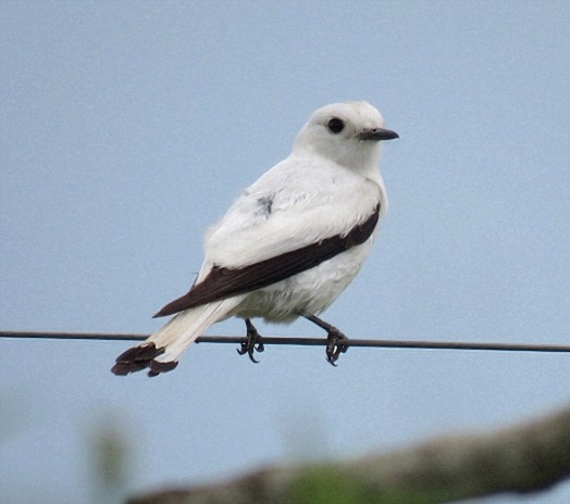 White Monjita - ML646920452