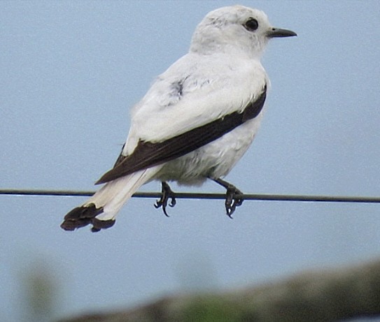 White Monjita - ML646920453