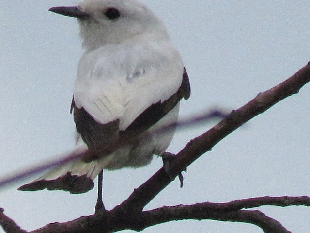 White Monjita - ML646920454