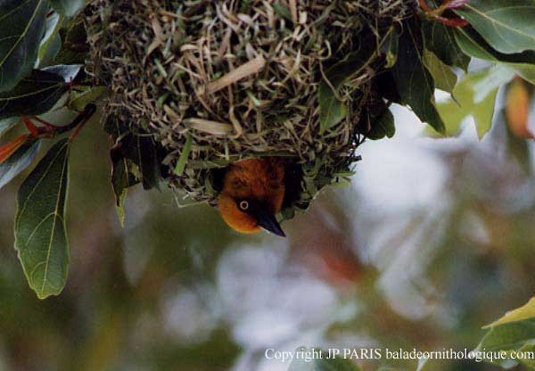 Kapweber - ML646920456