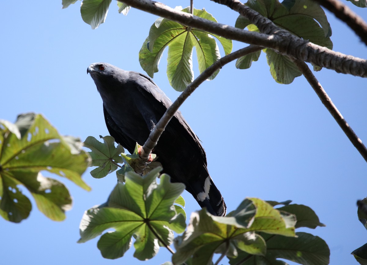 Stelzenbussard - ML646920457