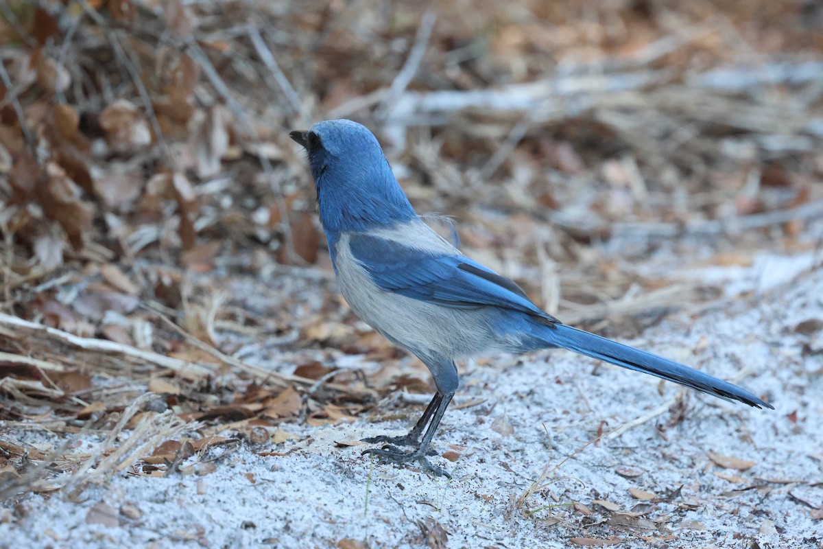 Blauhäher - ML646920462