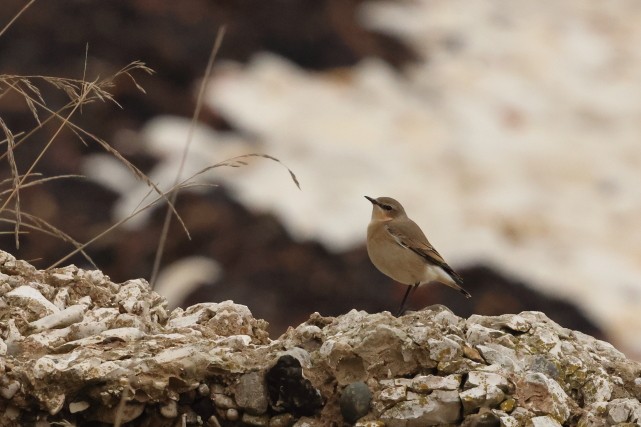 ハシグロヒタキ - ML646920463