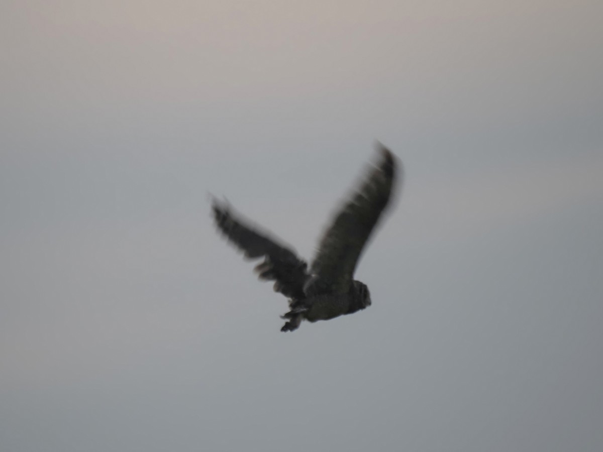 Kapohreule - ML646920464