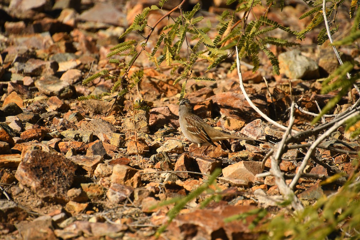 Dachsammer - ML646920465